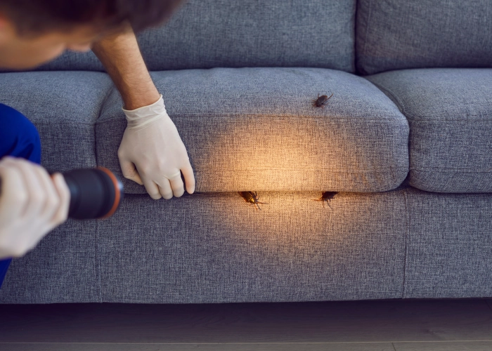 Traitement punaise de lit Belp – Tarifs transparents 3123 Berne